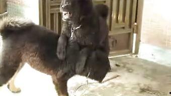 电影狗咬狗在线观看,生死较量，人性边缘的残酷演绎