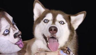 韩国哈士奇爆料视频播放,哈士奇爆料视频引发网友热议，揭秘真实韩国生活  第2张